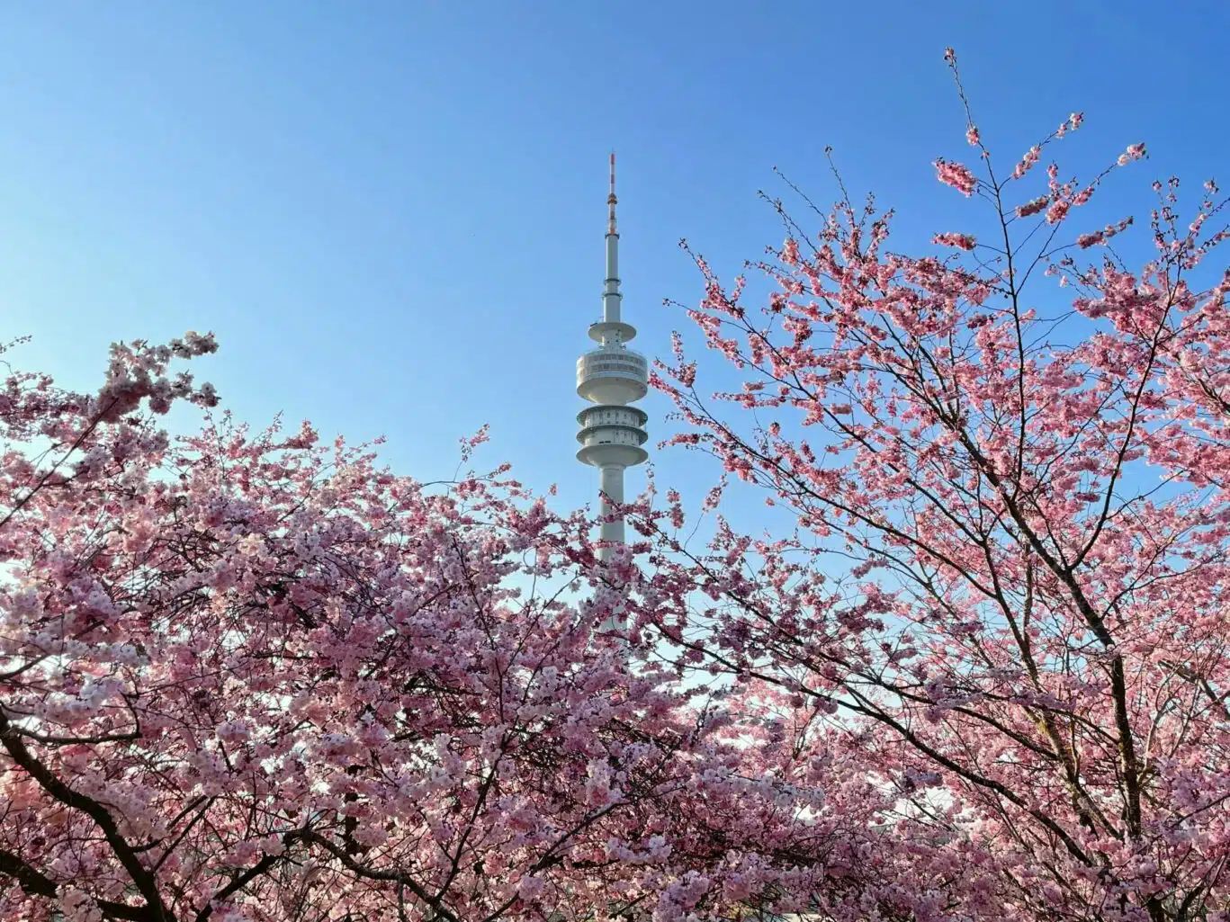 Kirschblüten mit einem Fernsehturm im Hintergrund